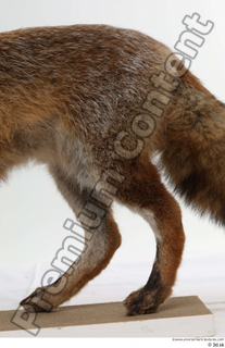 Red fox back leg 0002.jpg